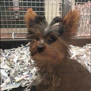 Meet your Posher, Vanessa